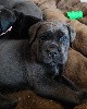  - Chiots cane corso LOF de disponibles