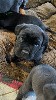  - Femelle cane corso LOF disponible