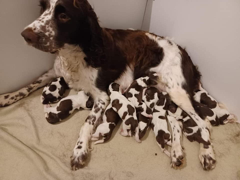 chiot English Springer Spaniel Des Chasseurs De Ganti