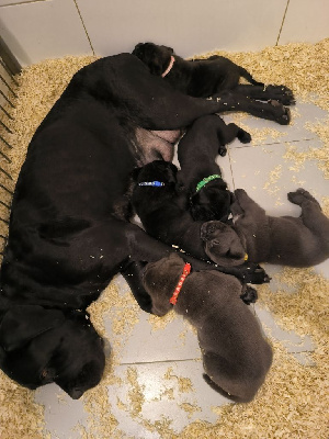 Des Chasseurs De Ganti - Cane Corso - Portée née le 23/12/2023