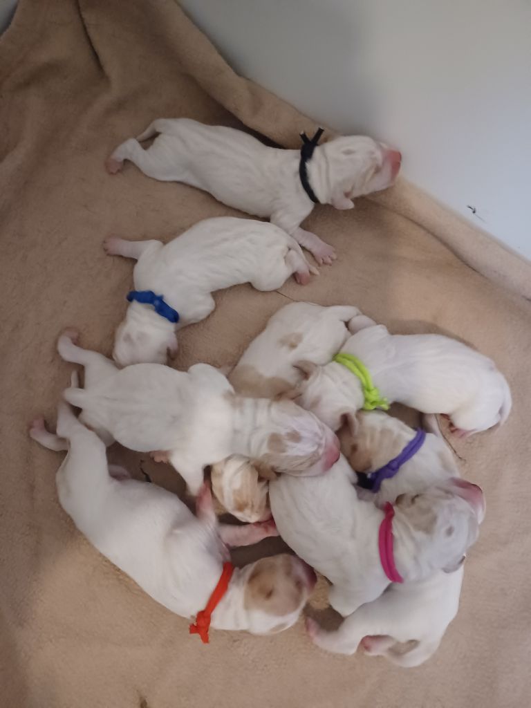 Des Chasseurs De Ganti - Les bébés ont pointé le bout de leur museau