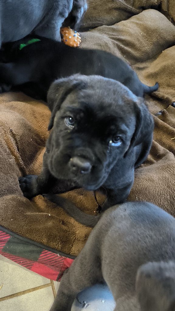 Femelle cane corso LOF disponible